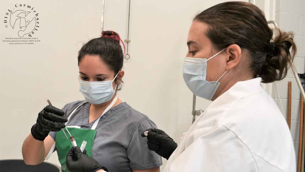 Cristina Clark and Elizabeth Hieb collect samples during dolphin necropsy.