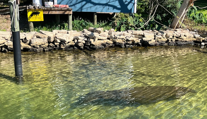 Manatee photographed in Fort Walton Beach, FL 2023. Credit: DISL/MSN Contributor Kirk Pristas