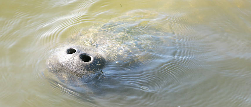 Manatee photographed in Bay Minette Basin, AL 2014. Credit: DISL/MSN