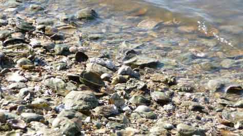 oysters at the water&rsquo;s edge.