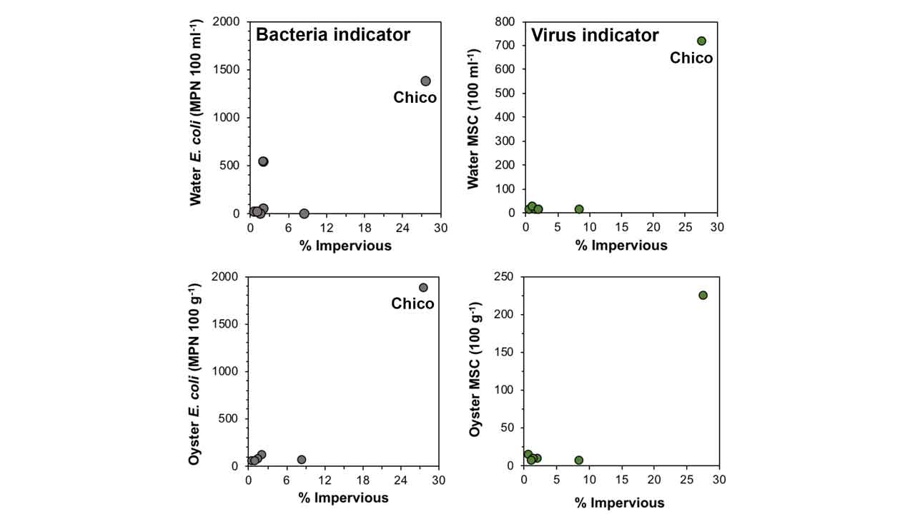 charts showing concentration of microbes in water, sediments, and oysters